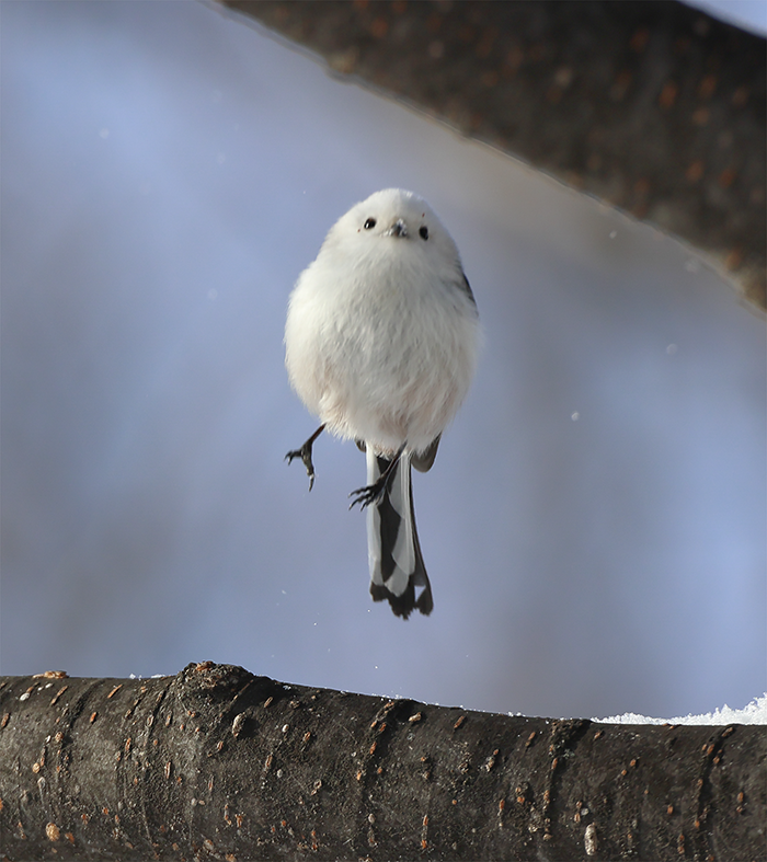 飛び上がるシマエナガの写真