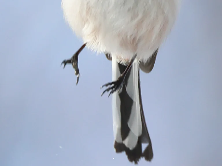 飛び上がるシマエナガの写真