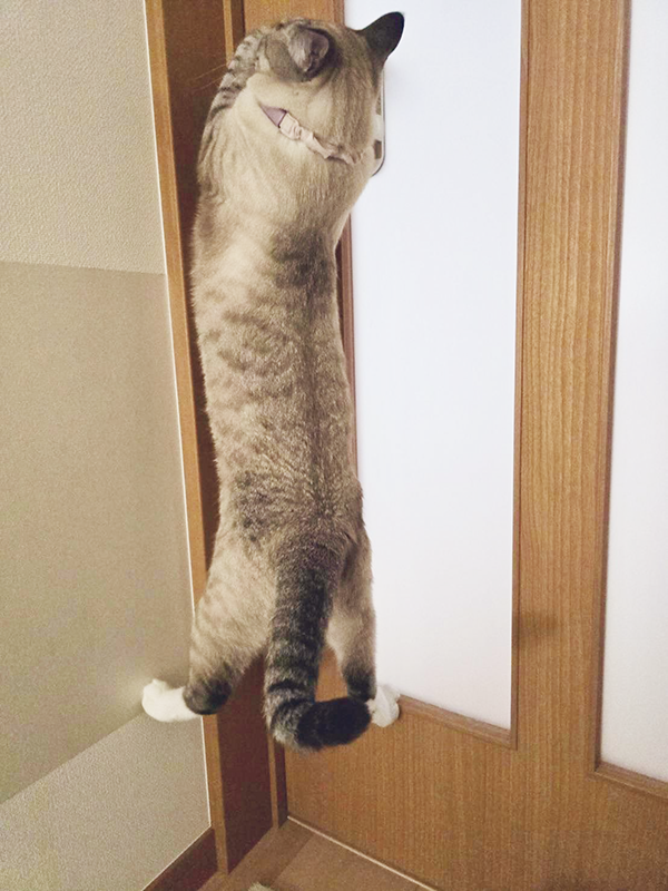 ドアノブを引く猫の写真