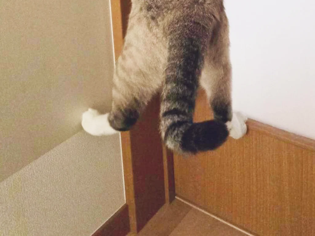 ドアノブを引く猫の写真