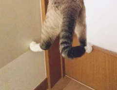 ドアノブを引く猫の写真