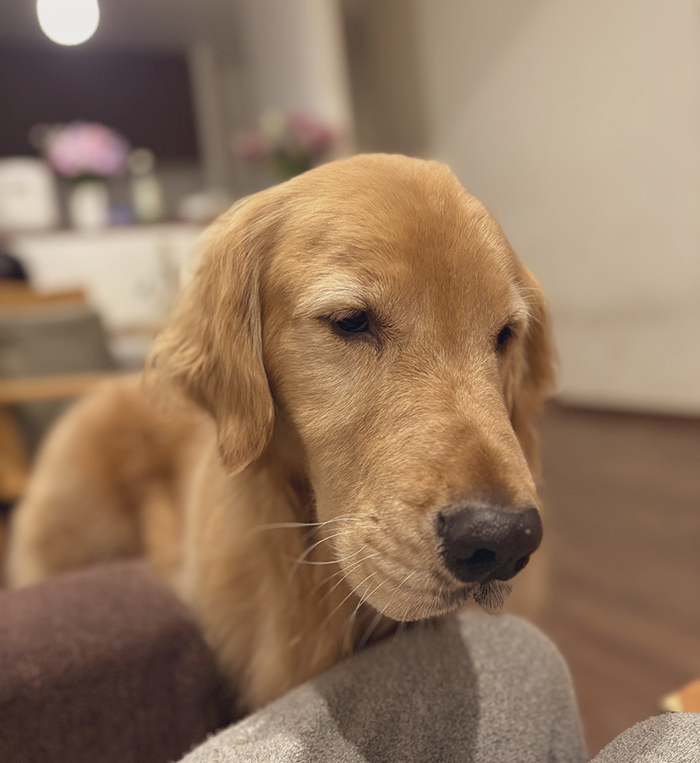 気まずそうなゴールデンレトリバーの写真