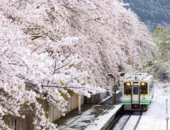桜隠しの絶景の写真