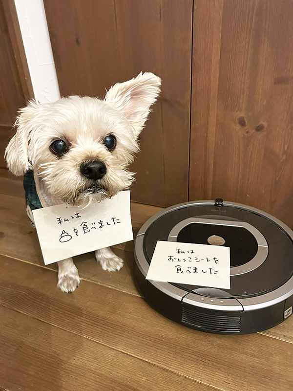 反省札を掲げる犬とロボット掃除機の写真
