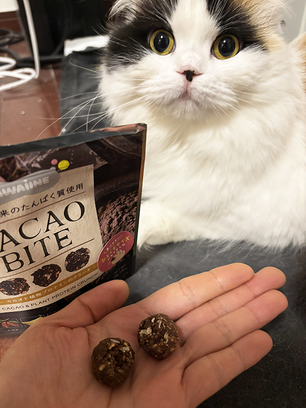 ドン引きする猫の写真