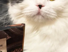 ドン引きする猫の写真