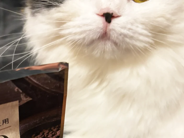 ドン引きする猫の写真