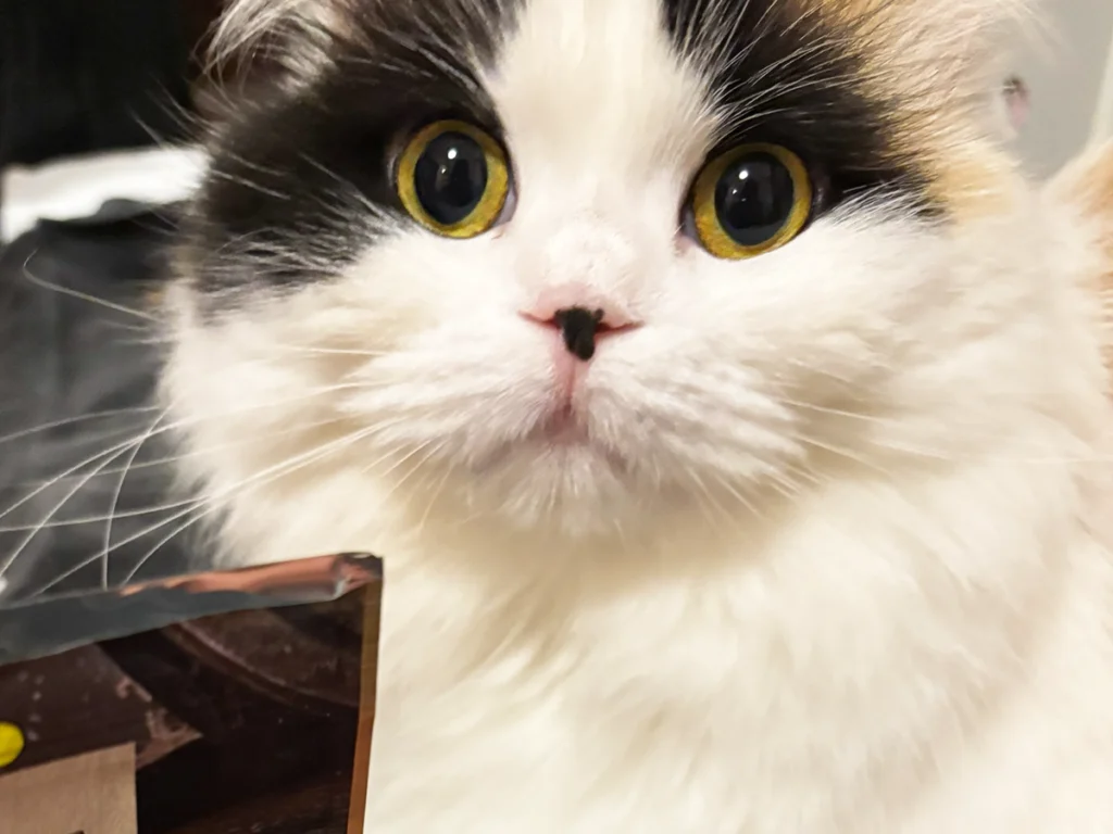 ドン引きする猫の写真