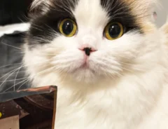 ドン引きする猫の写真