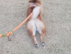 散歩中に動かなくなった柴犬　視線の先には…「監督かな？」「幸せオーラが分かるんだろうね」