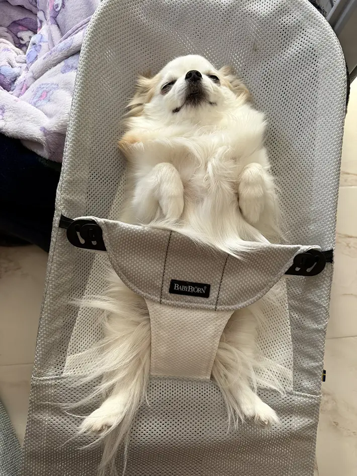 バウンサーにのる犬の写真