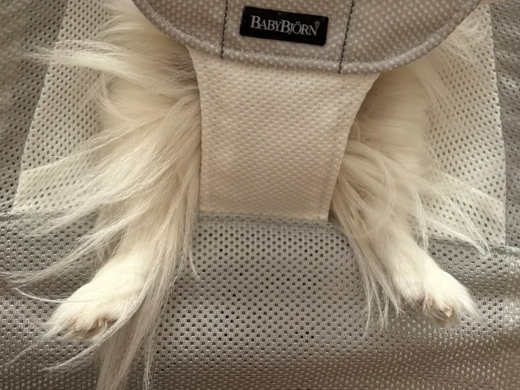 バウンサーにのる犬の写真