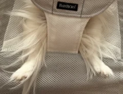 バウンサーにのる犬の写真