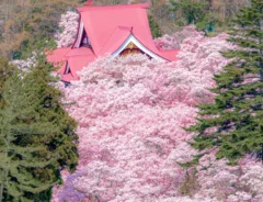 yuyaさん撮影の桜の写真