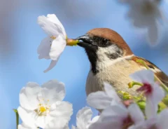 桜にとまるスズメがくわえていたのは？　春ならではの光景に「美しい」「どこかの音楽隊員かな？」