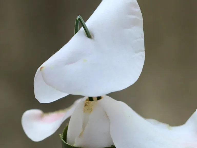 inoriさんの作品写真