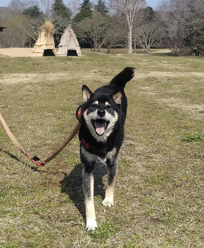 嬉しそうな柴犬の写真