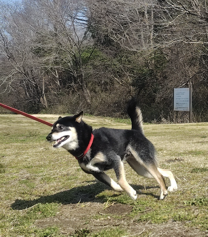 嬉しそうな柴犬の写真
