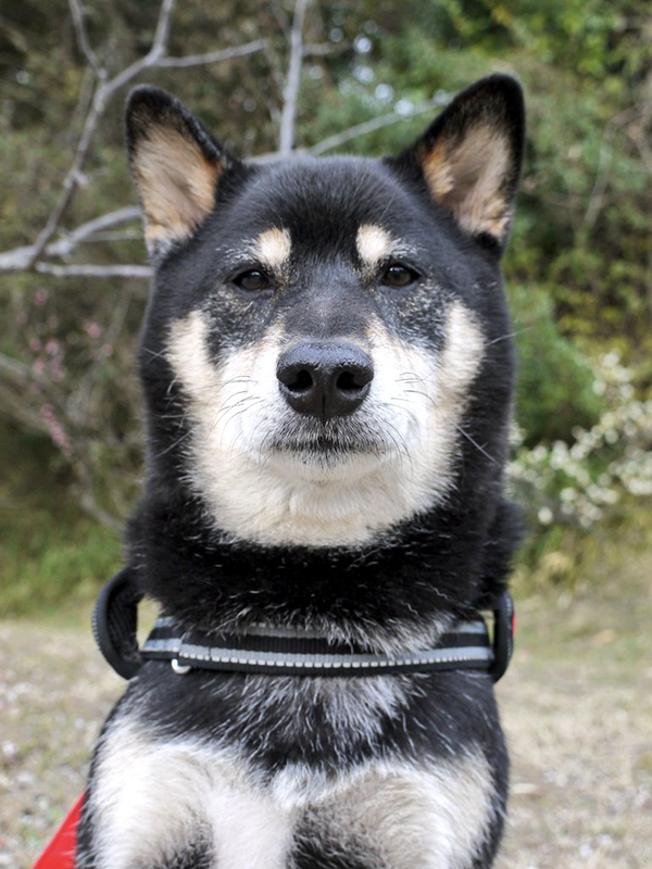 冷めた表情の柴犬の写真