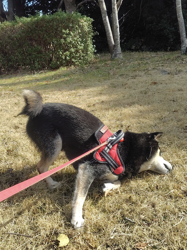 冷めた表情の柴犬の写真