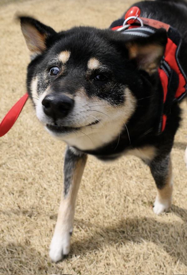 冷めた表情の柴犬の写真