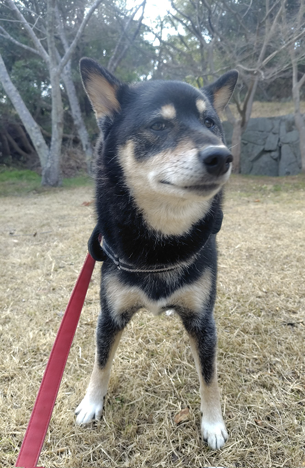 冷めた表情の柴犬の写真