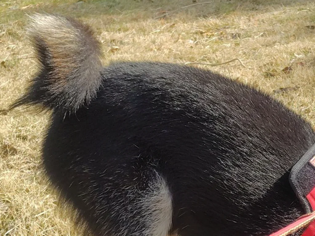 冷めた表情の柴犬の写真