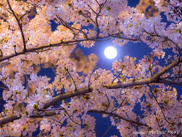 桜と月
