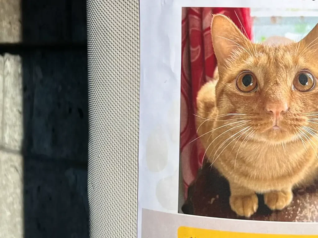 迷い猫の貼り紙の写真