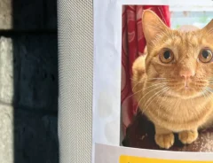 「探し猫」かと思いきや…　貼り紙の『大きな文字』に「こんなの泣いちゃう」「心が温まった」