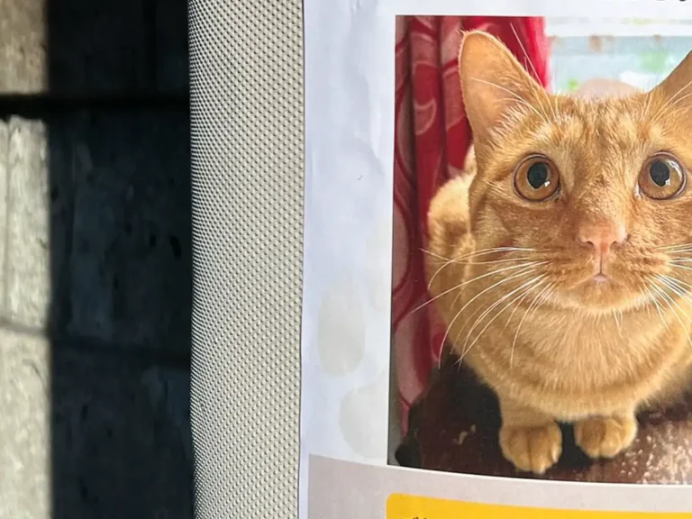 迷い猫の貼り紙の写真