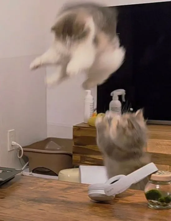 ジャンプする猫の姿