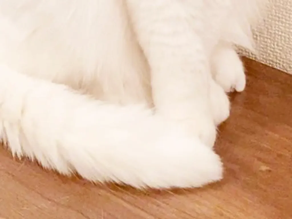 あくびをする猫の写真