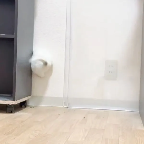 隙間に挟まってしまったチンチラのお尻