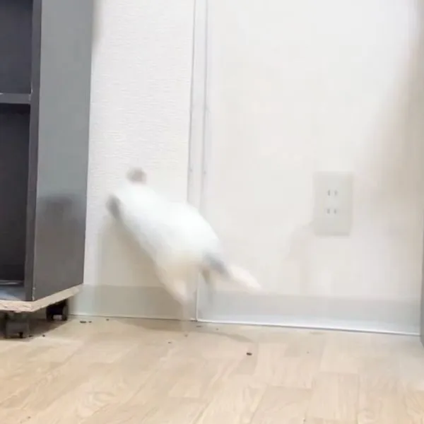 隙間に頭だけ入ったチンチラ