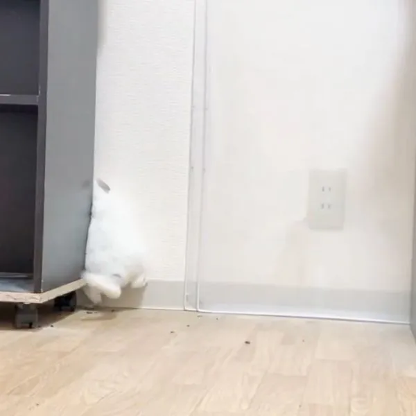 落ちていくチンチラの様子