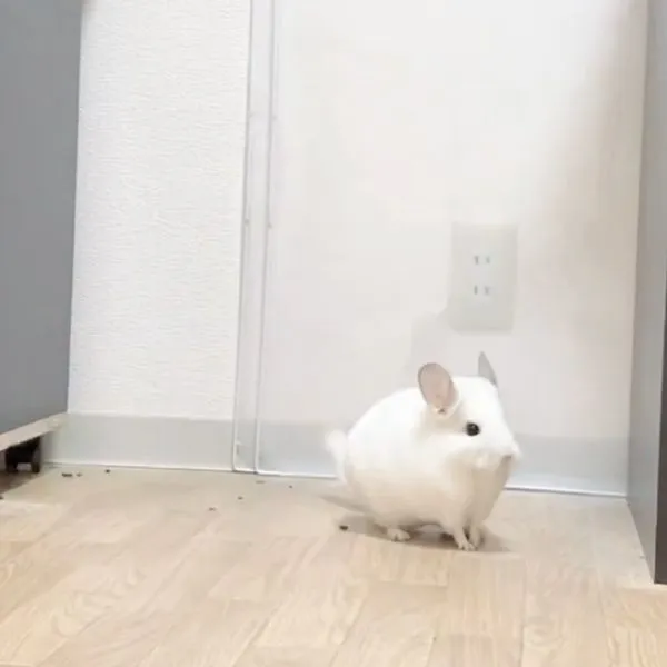 すました表情のチンチラ