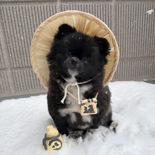 信楽焼たぬきにそっくりなポメラニアン