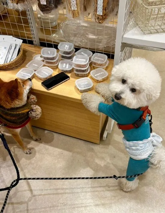 おやつの試食に興奮して立ち上がるビションフリーゼ