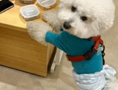 試食コーナーを発見したビションフリーゼ　隠しきれない食いしん坊な本能が爆発