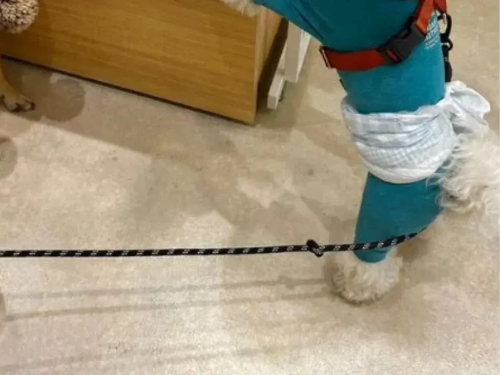 足元だけ写された犬