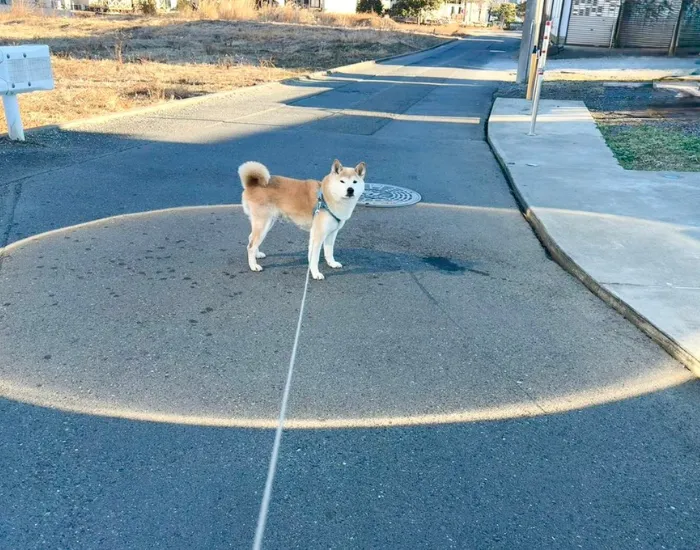 光の円の中心に立つ犬
