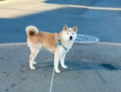 柴犬「久しぶりに光ってみたよ」　散歩中の覚醒シーンに「みなぎっている」「とんでもない」