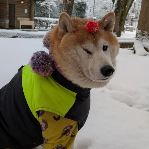 冬毛でモフモフになり片目が押しつぶされた柴犬