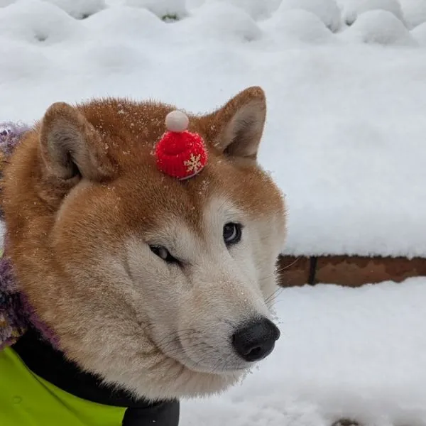 右目が細くなってしまった柴犬のアップ