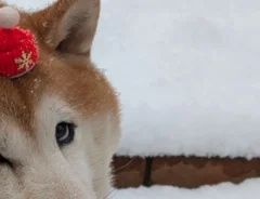 冬毛で右目が押しつぶされた柴犬　無自覚な変顔に「見えてるの？」「かわいすぎる」