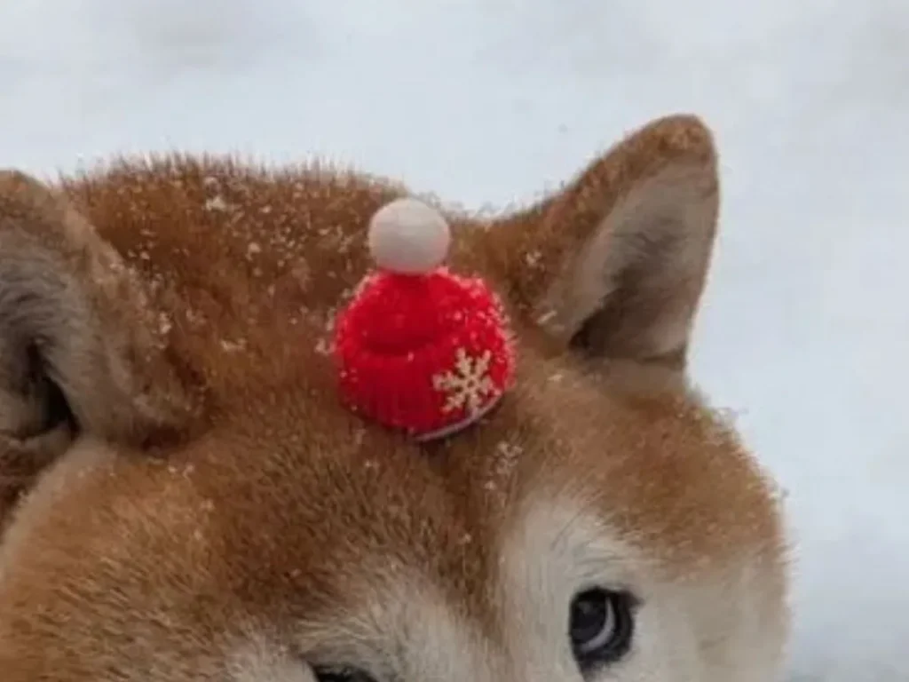 カメラを見つめる柴犬