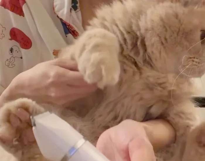 足裏カット中に抵抗し始める猫