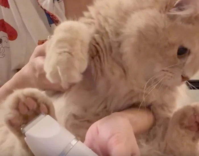 飼い主に気づかれてしまう猫