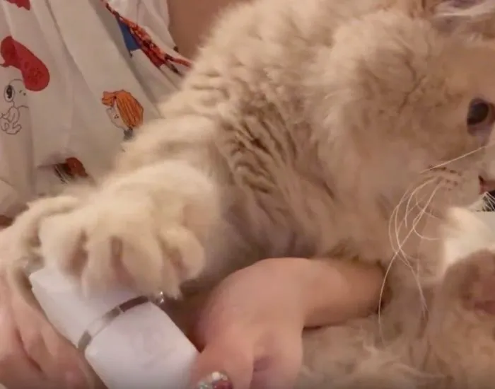 ノールックでバリカンを阻止しようとする猫